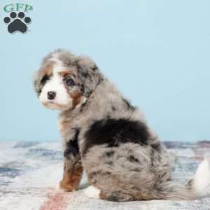 Blessing, Mini Bernedoodle Puppy